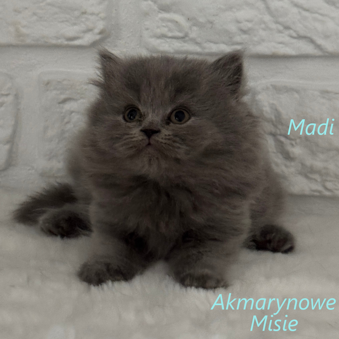 Madi miot m