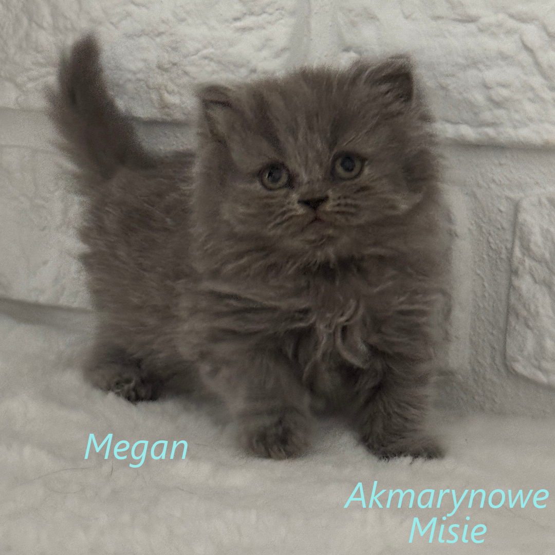 Megan miot m