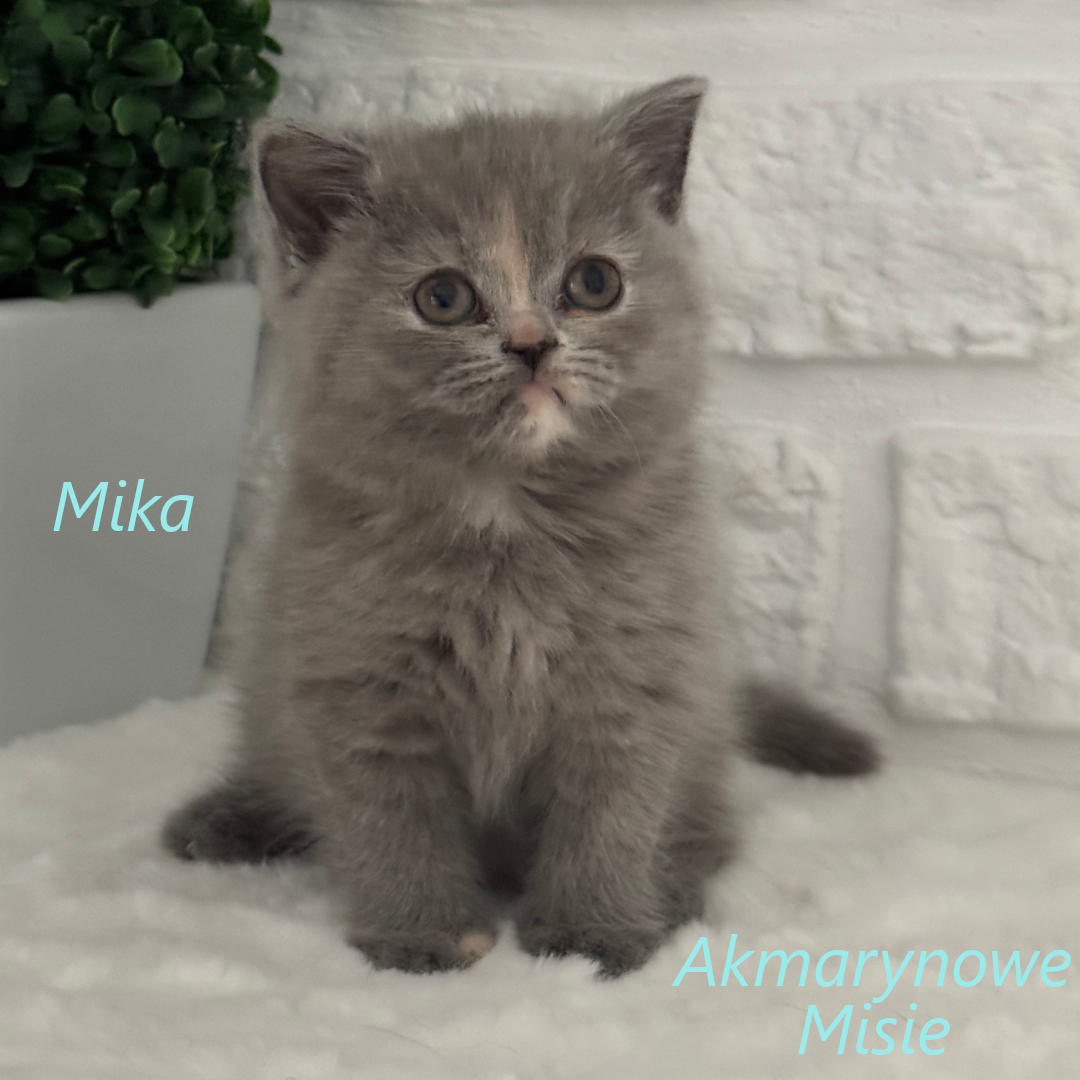 Mika miot m