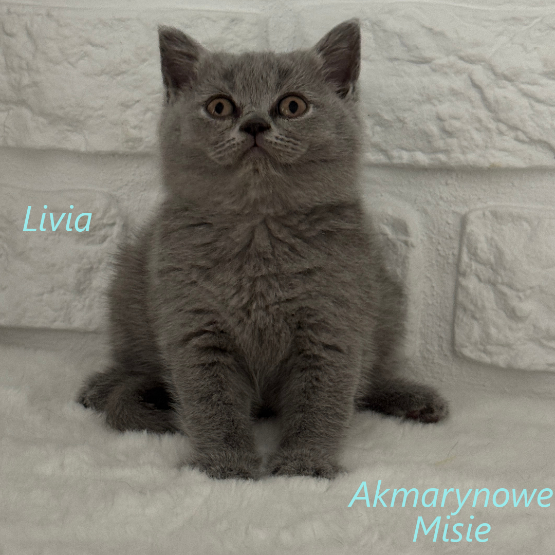 Livia miot l